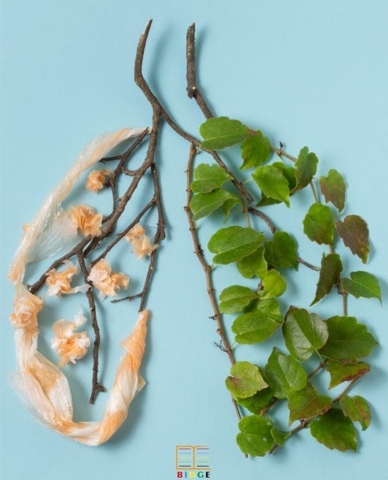 Küçük Hücre Dışı Akciğer Kanser Hücre Hattı ve Fare Embriyonik Fibroblast Hücre Hattı Üzerinde Yeni Sentezlenen Paladyum Konjuge Schiff Baz Metal Komplekslerinin Antikanser Etkisinin İncelenmesi