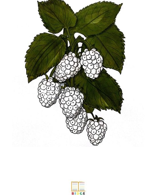 Oksidatif Stres Hasarında Oksiresveratrol